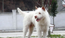 下司犬,下司犬的独特魅力与历史传承